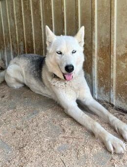 ❄️ Liebe Husky-Hündin Aurora ❄️ - Eislingen (Fils)