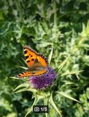 Mariendistel (Silybum marianum) in 88263