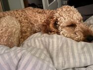 Cockapoo Hündin sucht neues Zuhause - Berlin Reinickendorf
