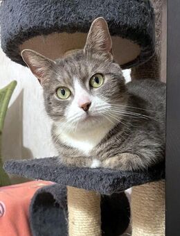 MARA - kleine Katze, große Chefin - Berlin