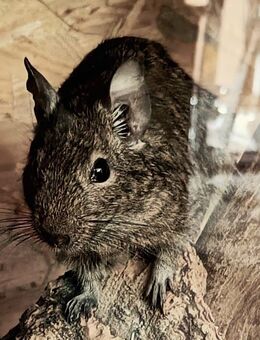 Liebevolles Zuhause für Degu „Markis“ gesucht - Detmold Zentrum