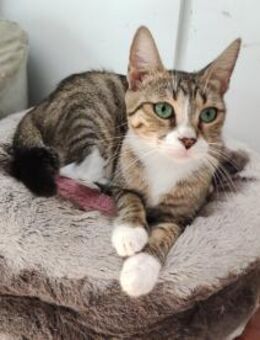 Damara 🐾 braucht Geduld - Kirchheim (München)