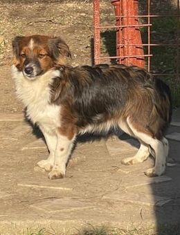 Penny sucht ein Zuhause - Olfen