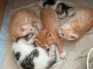 Süße Katzenbabys - Schwanewede
