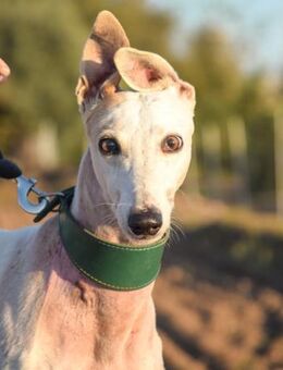 Lagartija sucht sein Traumzuhause - Laatzen