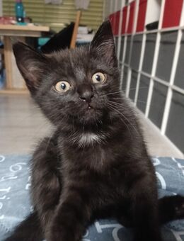 Katzenbabys - Hagen (Stadt der FernUniversität)
