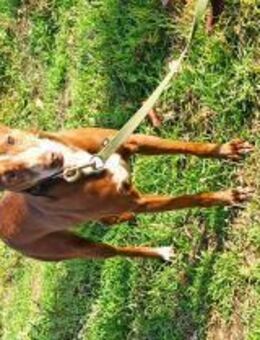 Oku; ein richtiger Traumhund! - Geilenkirchen