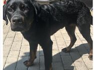 Mischling in erfahrene Hände abzugeben - Kaiserslautern
