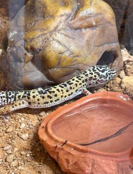 Leopardgecko Männchen abzugeben - Hagen (Stadt der FernUniversität)