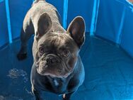 Französische bulldogge Rüde 6 Jahre - Ihlow (Niedersachsen)