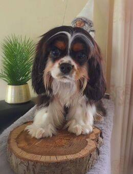 Reinrassiger Cavalier King Charles mit Papiere 9 Monate - Sandstedt