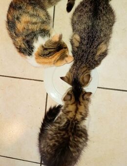 3 süße Babykatzen / Kätzchen / Kitten ab sofort abzugeben - Wittibreut
