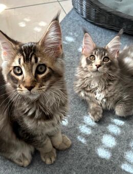 Reinrassig Maine Coon - Vechta
