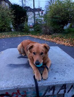 2. Hund gesucht - Essen