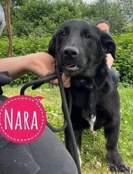 Nara eine sehr freundliche Hündin - Flörsheim-Dalsheim