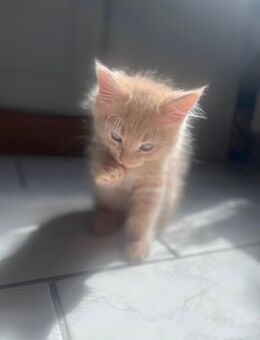 Zwei zauberhafte rothaarige Katzenbabys suchen ein liebevolles Zuhause - Mülheim (Ruhr)