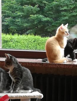 Lebhafte Katzenkinder suchen ein neues Zuhause - Delingsdorf