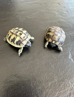 Verkaufe griechische Landschildkröten - Hohenaltheim