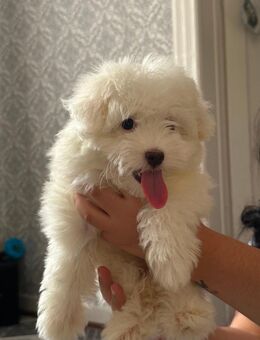 Bichon Maltezer puppy - Mönchengladbach
