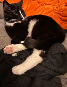 Katze 2 jahre alt - Wiesbaden Schierstein