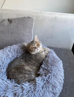 Reinrassiger BKH Kater + komplettes Zubehör - Salzgitter