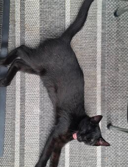 Bauernkatze männlich 16 Wochen alt liebevoll und verschmust - Nürnberg