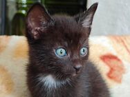 Kleine Kätzchen suchen ein neues Zuhause - Plauen