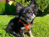 Chihuahua Welpe Rüde Schwarz Tricolor sucht absofort liebevolles Zuhause - Lanitz-Hassel-Tal