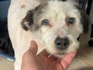 Grisu - Familienhund, Katzenlieb - Blankenheim (Nordrhein-Westfalen)