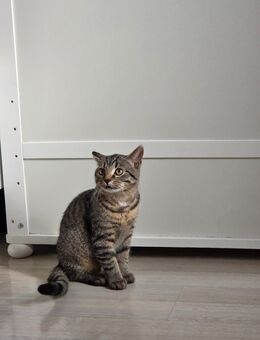 3 Katzen Baby 3 Monate alt suchen ein neues Zuhause. - Owen
