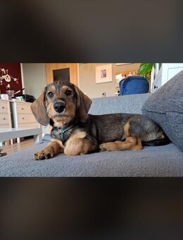 Fritzi sucht ein für immer Körbchen - Doberschütz
