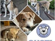 GUSTL -junger, lebensfroher Charmeur- - Duisburg