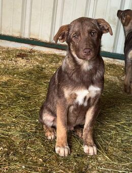 Panettone neugieriger kleiner Junge - Schlitz