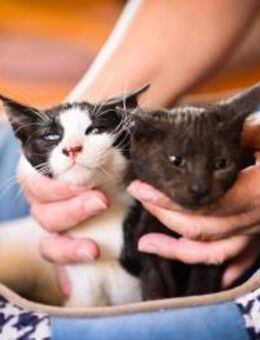 Neo und Haui aus dem Tierschutz - Grevenbroich