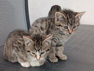 Katzenbabys - Voltlage