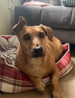 Ginger - fröhliche Hündin sucht Zuhause - Köln