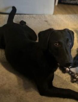 Wer schenkt Relino ein zu Hause... - Hagen (Stadt der FernUniversität)