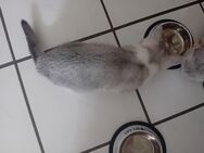 Katzen familie 3 Katzen britisch kurz haar - Nettetal