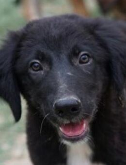 Monty, geb. ca. 05/2024, GRIECHENLAND - Markdorf