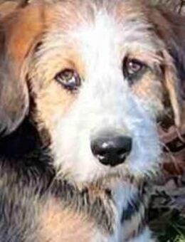 ARNIE - Junger Kämpfer sucht sein Zuhaus - Sulzbach-Laufen