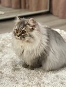 BKH ,BLH Mädchen suchen voll liebe Zuhause in 01616