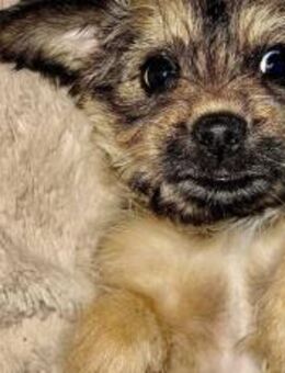 Lässt du Lukys Augen leuchten? - München