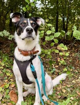 Boroka, entspannte Junghündin,11M 83064 - Vaterstetten