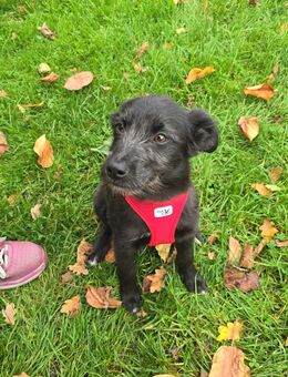 Jolene und Viktor suchen ein zuhause - Gütersloh