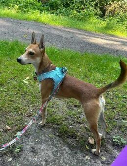 Kenny ist sehr lieb und verspielt ! - Dortmund