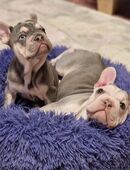 Französische Bulldoggenwelpen in liebevolle Hände abzugeben in 32339