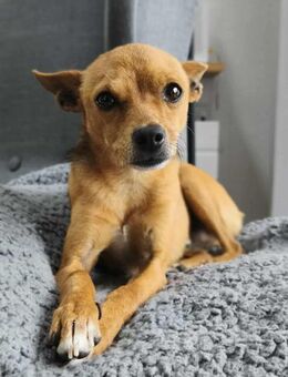 Obi, Sonnenschein auf der Suche - Lich