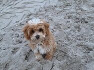 Maltipoo Welpe - Panten