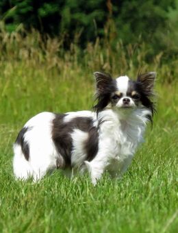 Super süße kleine 1,5J. Chihuahua Langhaar Hündin Blue-white Kinderlieb Familienhund - Biebergemünd