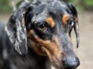 LOLA - kein Interesse mehr an ihr - Seggebruch